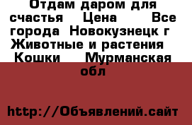 Отдам даром для счастья. › Цена ­ 1 - Все города, Новокузнецк г. Животные и растения » Кошки   . Мурманская обл.